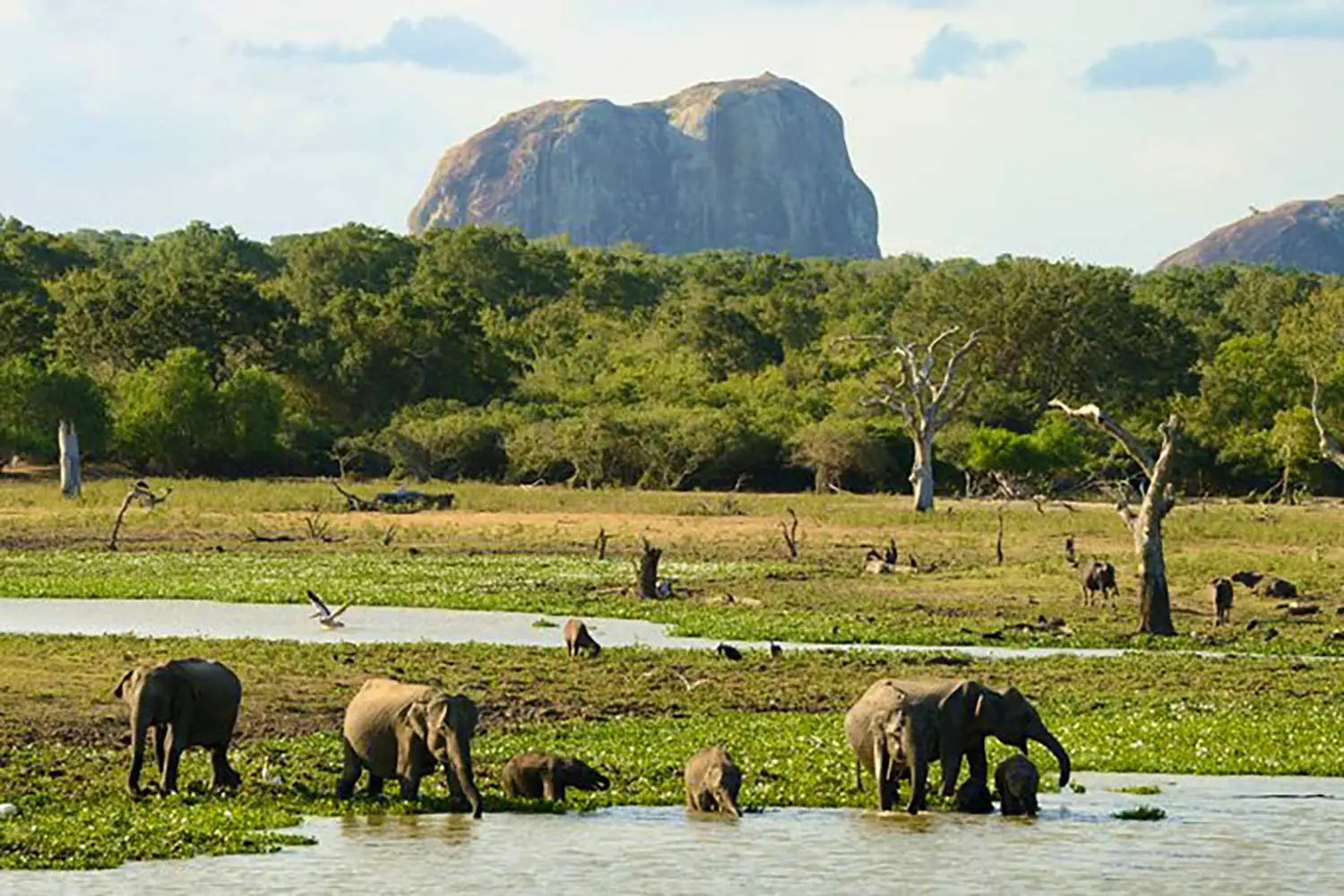 Yala-national-Park-elephant-rock